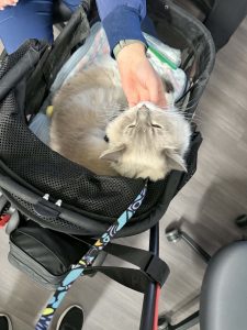 A person strokes the chin of a fluffy cat resting inside a black mesh pet stroller.