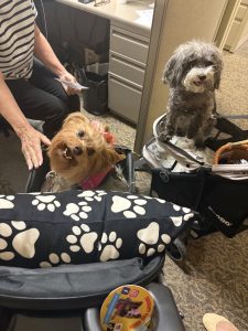 Two small dogs sit in separate strollers indoors. One dog is brown and wearing a pink harness, looking up. The other is gray with curly fur. A persons arm is nearby, and paw print cushions are visible.