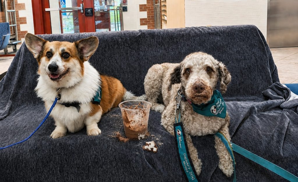 A Pembroke Welsh Corgi and a scruffy terrier mix, both wearing therapy dog bandanas, sit on a dark sofa next to a spilled cup of chocolate dessert.