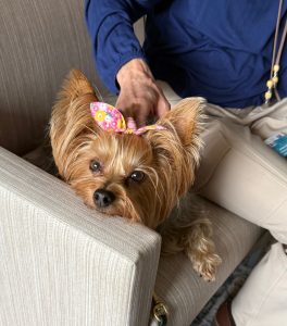 A small Yorkshire Terrier with a pink floral bow on its head rests its chin on the arm of a beige chair, while a person in a blue shirt and tan pants gently pets it.