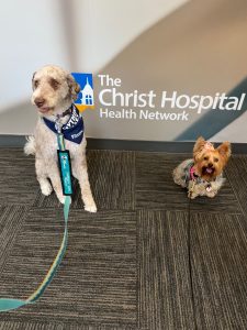Two therapy dogs—one large, cream-colored and curly-haired wearing a blue scarf, and one small, brown and tan with a pink bow—sit on a carpet in front of a The Christ Hospital Health Network sign.