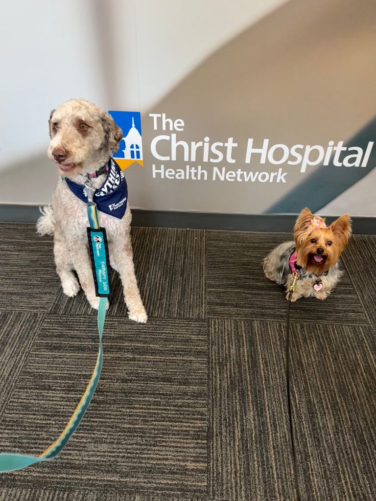 Two therapy dogs—one large, cream-colored and curly-haired wearing a blue scarf, and one small, brown and tan with a pink bow—sit on a carpet in front of a The Christ Hospital Health Network sign.