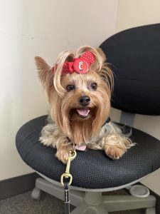A small brown dog with a red polka dot bow sits on a black office chair, looking happy with its tongue out.