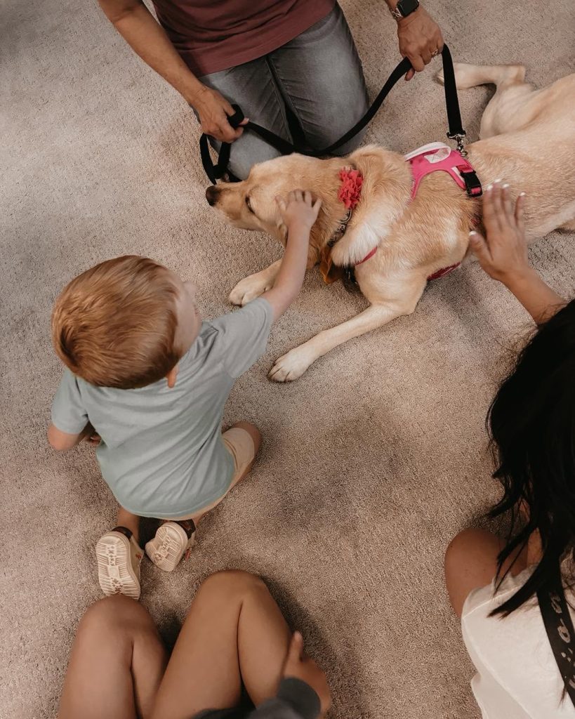 A young child pets a yellow dog wearing a pink harness as adults sit nearby on a beige carpeted floor.