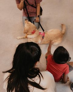 A yellow dog wearing a pink harness lies on the floor as a trainer holds its leash. A woman and a young boy, both seated, reach out to pet the dog. The setting appears to be indoors.