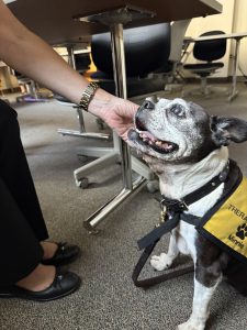 A small black and white therapy dog wearing a yellow vest sits indoors, looking up as a person pets its head. Office chairs and a table are in the background.