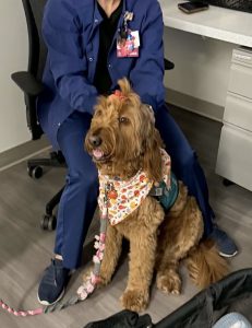 A golden-brown doodle dog wearing a fall-themed bandana and a pink hair bow sits in front of a healthcare worker in blue scrubs.
