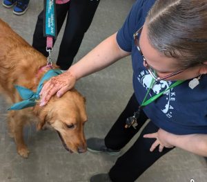 A golden retriever wearing a teal bandana is being gently petted on the head by a person with glasses, a bun, and henna on their hand. Another person stands nearby, partially visible, holding the dog’s leash.