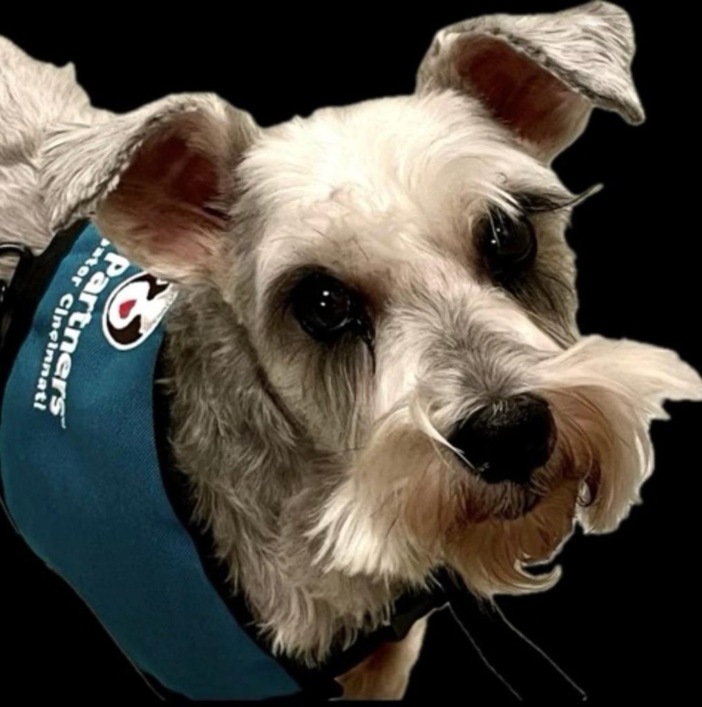 A small gray and white dog with floppy ears wears a blue vest against a black background. The dog looks up, showing expressive dark eyes and a neatly trimmed beard and mustache.