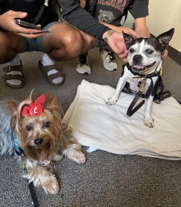 Two small dogs sit on the floor: a fluffy dog with a red bow and a black-and-white dog on a towel. Two people are sitting nearby, one petting the black-and-white dog.