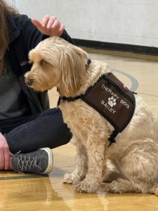 A light brown, curly-haired dog wearing a vest labeled Therapy Dog Bailey sits on a gym floor next to a person who is gently petting its head.