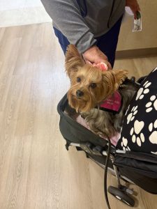 A small Yorkshire Terrier in a stroller wearing a pink therapy dog vest looks up as a person pets its head. The stroller has a black and white paw print blanket inside.