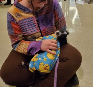 A person in a colorful patchwork hoodie sits cross-legged on the floor, gently holding a small black and white dog wearing a blue sweater with yellow ducks. The dog looks up at the person affectionately.