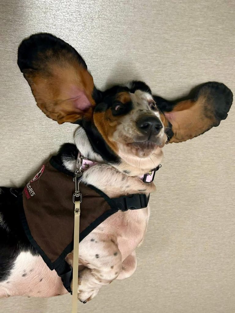 A basset hound lies on its back with large floppy ears spread out wide, wearing a brown harness and looking up with a relaxed expression.