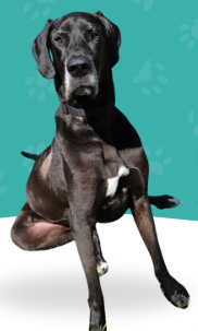 A large black dog with a white patch on its chest sits on a white surface, against a teal background with light paw print patterns.