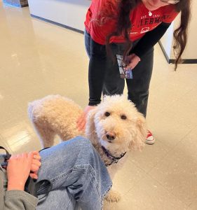 A curly-haired light-colored dog stands indoors, looking up, while being petted by a person in jeans and another person in a red shirt and sneakers. The dog appears calm and friendly.