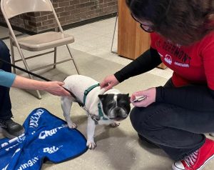 A small black and white dog on a leash is being petted by a woman in a red shirt, while another person holds the leash. The dog stands on a tiled floor next to a blue blanket and a tan folding chair.