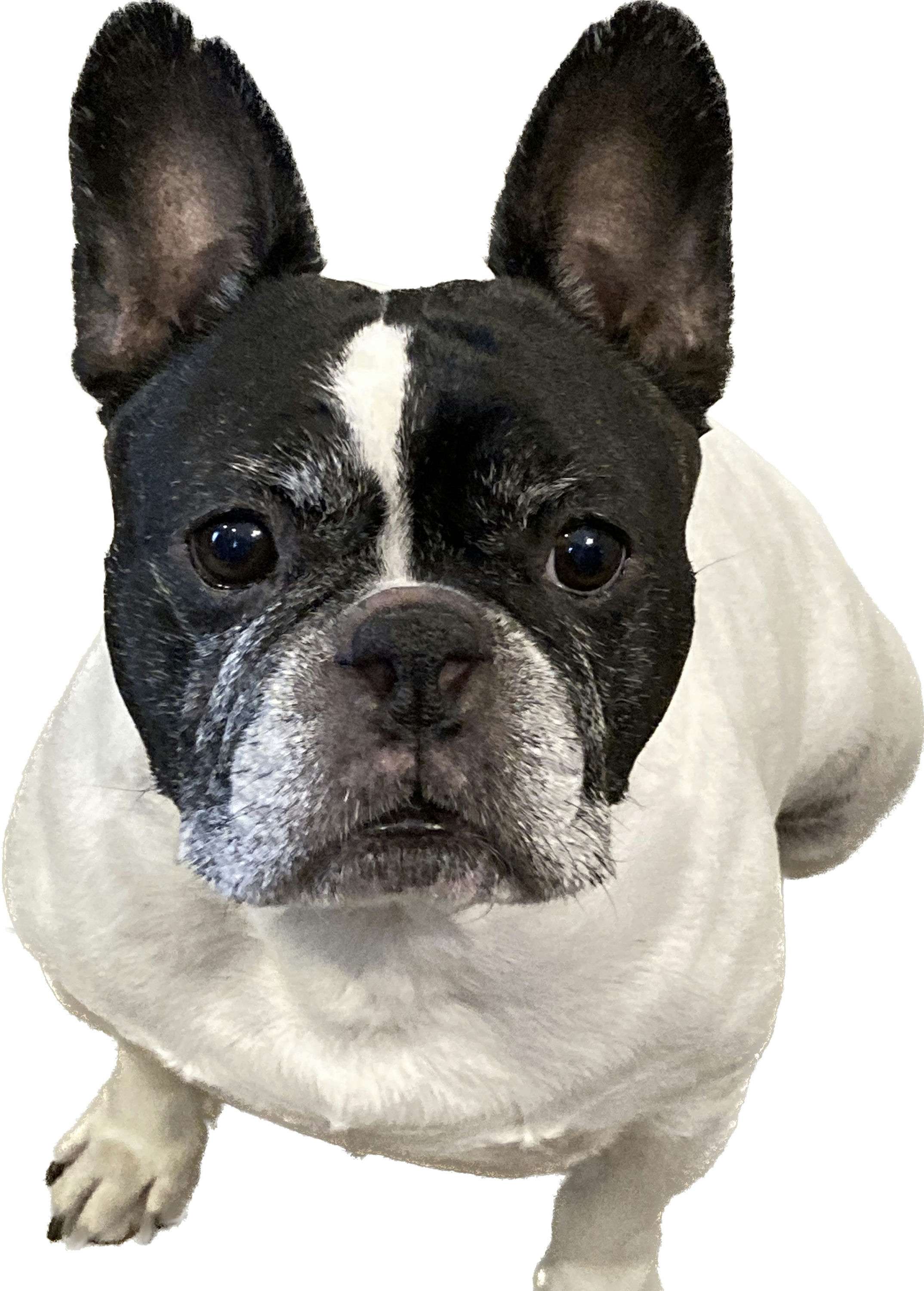 Frankie the french bulldog