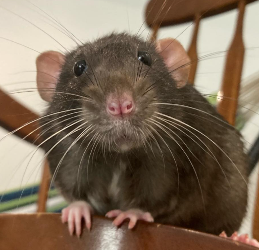 A close-up of a dark brown rat with a white patch on its chest, standing on a wooden surface with its front paws visible and looking directly at the camera. A wooden chair is in the background.