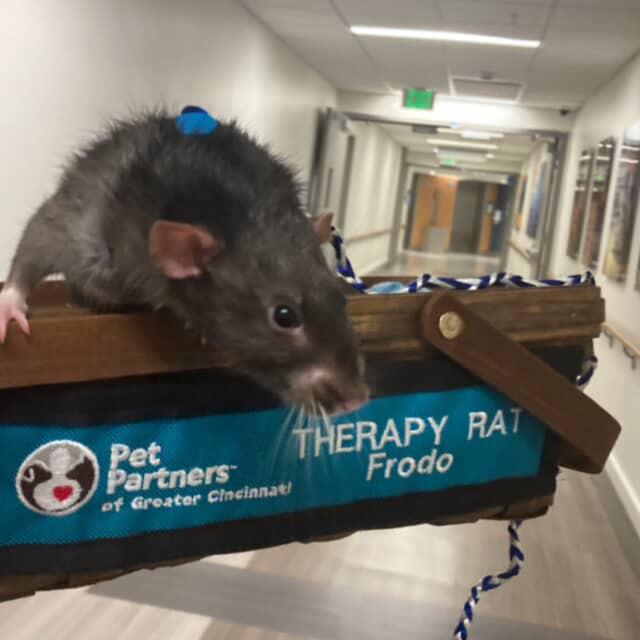 Featured image for: St. Elizabeth’s – Edgewood