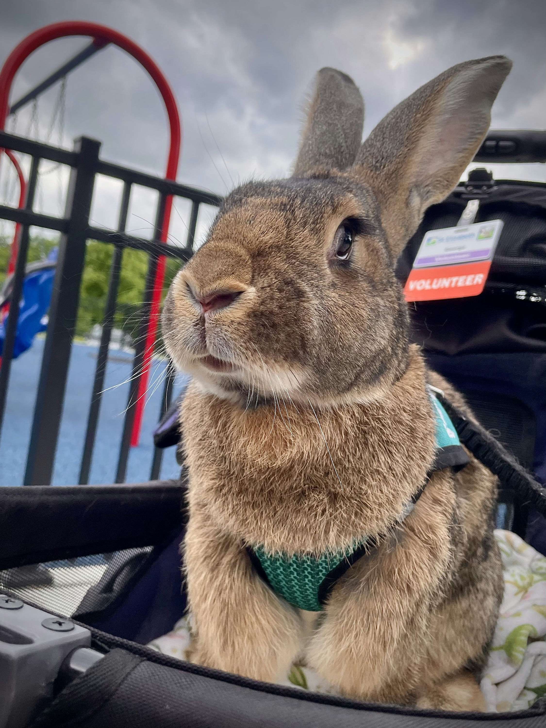 George the rabbit