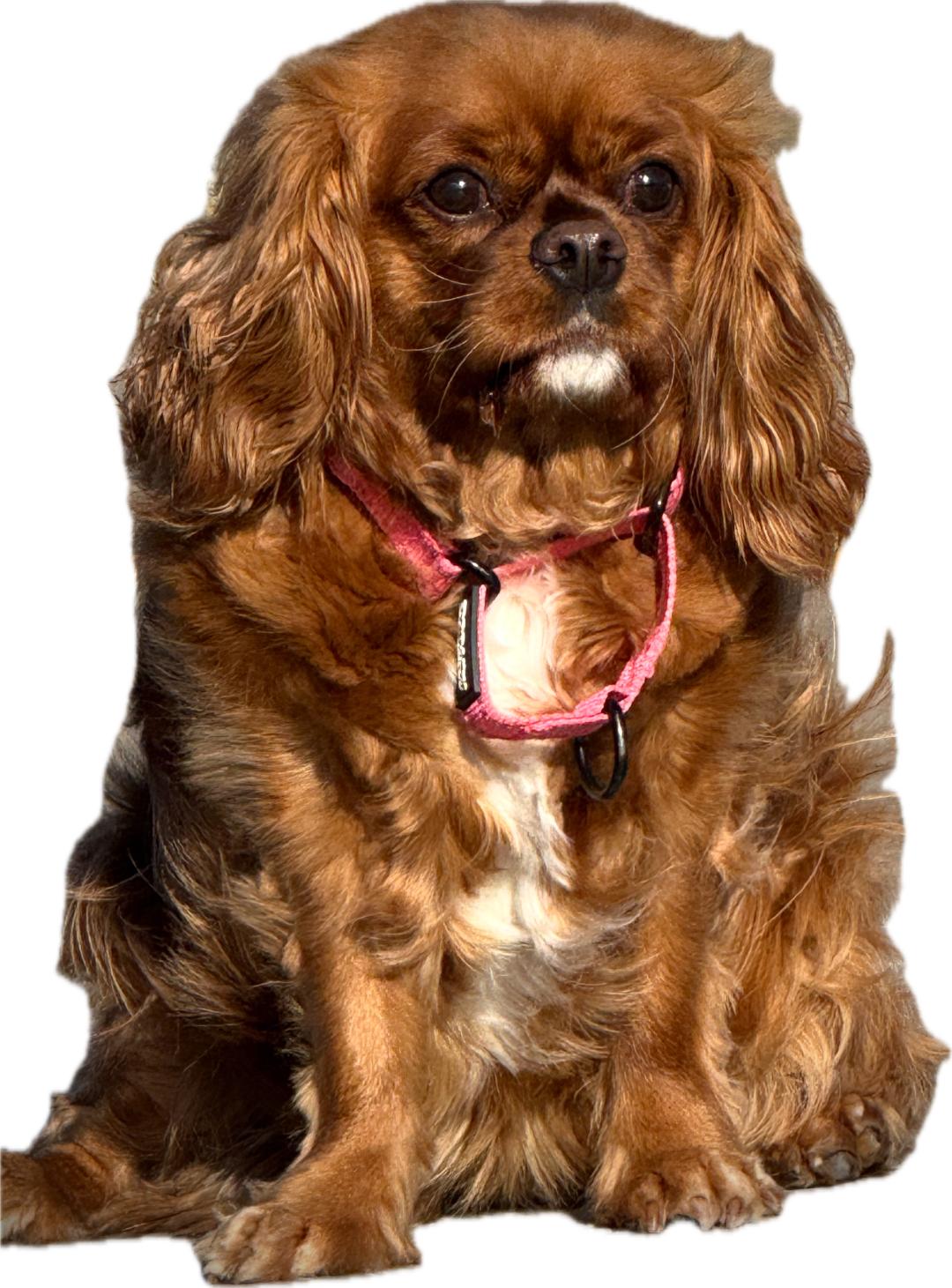 A brown Cavalier King Charles Spaniel dog with long, wavy fur sits facing forward, wearing a pink harness.