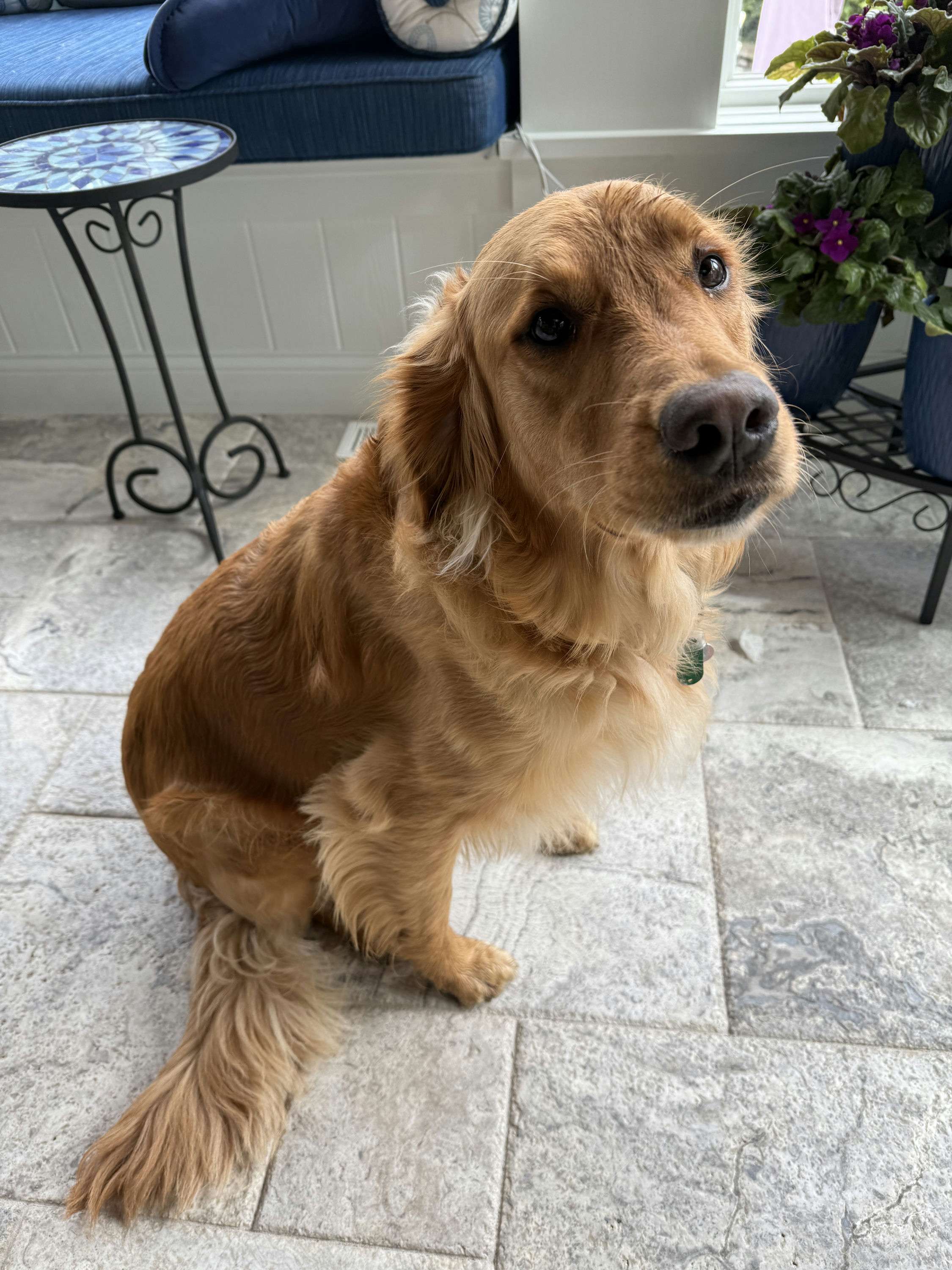 izzy the golden retriever