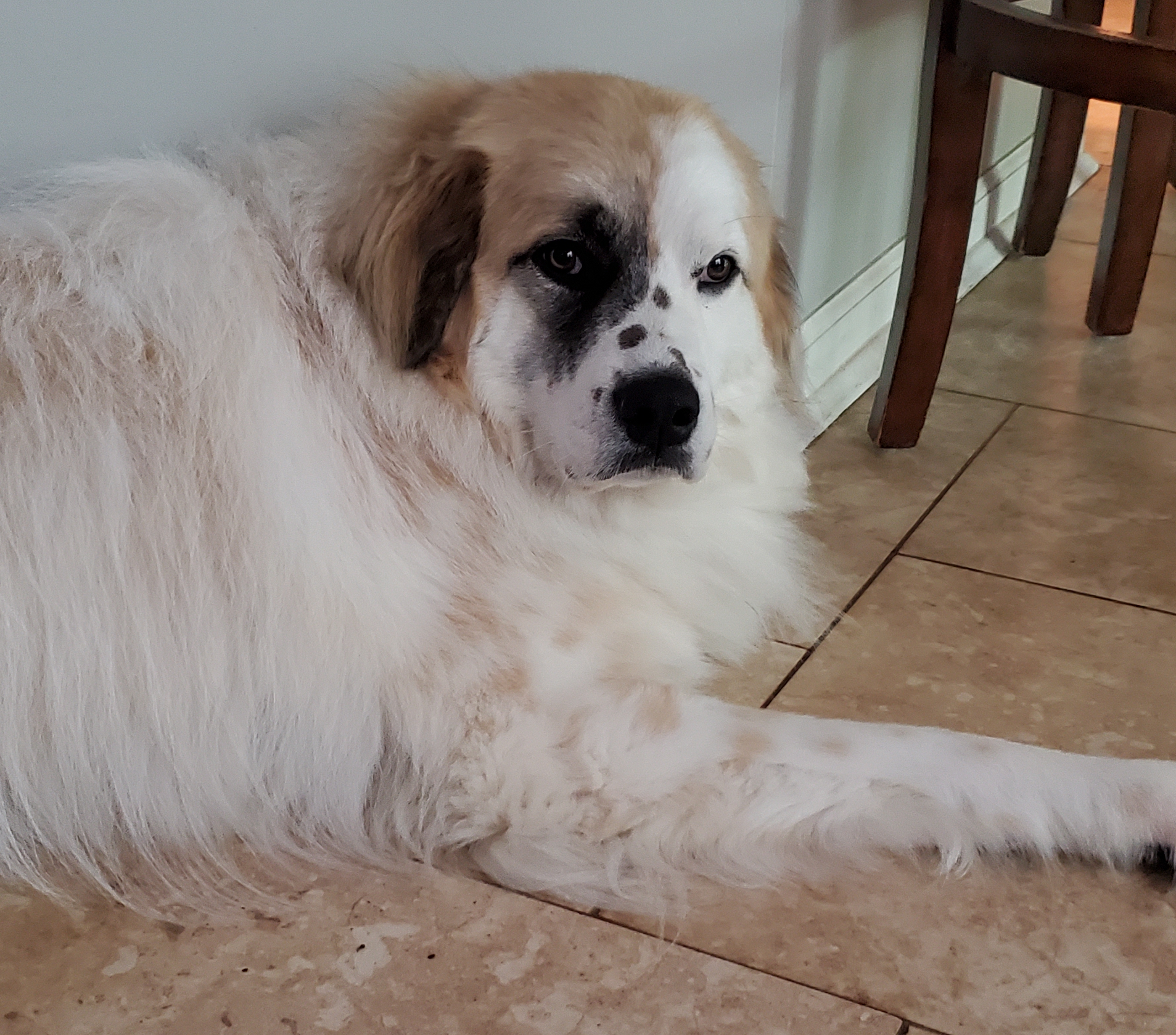 A large, fluffy dog with white and tan fur and a black patch over one eye lies on a tiled floor next to a wall and wooden chairs, looking calmly at the camera.