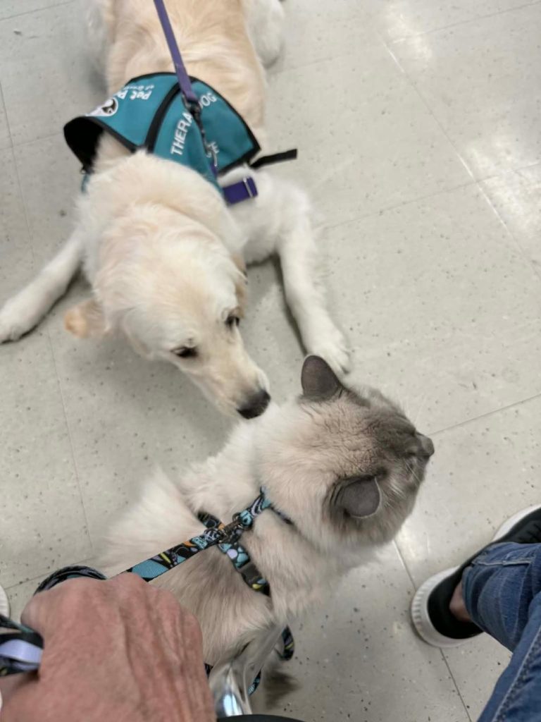 A golden retriever in a teal service dog vest lies on a tiled floor, sniffing a fluffy gray cat wearing a harness. A hand holding the cats leash and a persons legs in jeans and sneakers are visible.