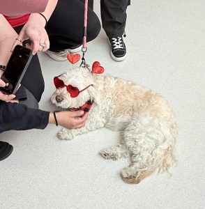 A small, fluffy white dog wearing red heart-shaped sunglasses and a headband with red hearts lies on the floor, surrounded by people. One person pets the dog while another takes a photo.