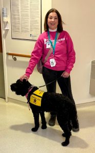 A woman in a pink sweatshirt labeled Hospital stands indoors, smiling and holding the leash of a black therapy dog wearing a yellow vest that reads Therapy Dog. She has ID badges around her neck.