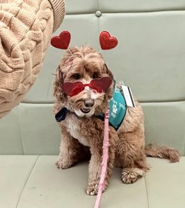 A fluffy brown dog wearing red heart-shaped sunglasses and a headband with red hearts sits on a couch. The dog has a blue vest and a pink leash, with a persons arm in a tan sweater visible on the left.