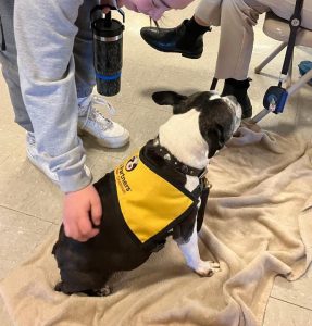 A small black and white dog wearing a yellow therapy vest sits on a blanket while a person pets it. Another person sits nearby, with only their legs and shoes visible.