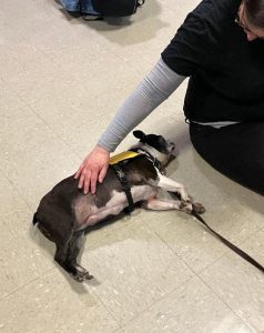 A small black and white dog wearing a yellow vest lies on its side on a tiled floor while a person gently pets its back. The person is seated on the floor next to the dog.