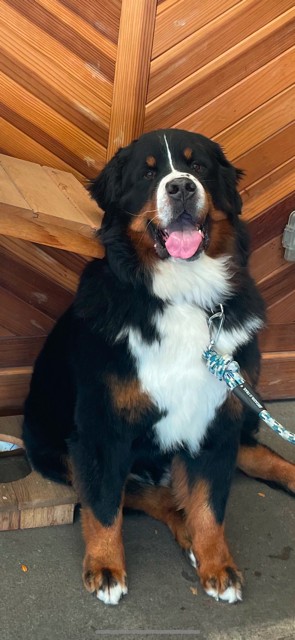 A large Bernese Mountain Dog with a fluffy black, white, and brown coat sits on a concrete surface in front of a wooden chevron-patterned wall, panting with its tongue out and wearing a blue leash.