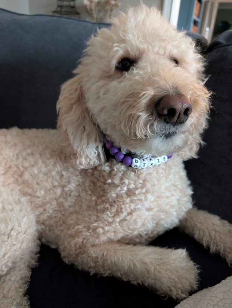 A fluffy cream-colored dog with curly fur is lying on a dark blue couch, wearing a collar made of purple beads and white letter beads spelling DIXIE.