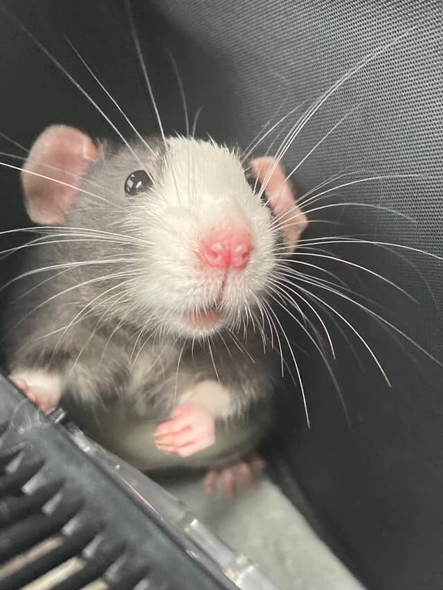 A close-up photo of a curious rat with a pink nose, white face, and gray fur, sitting upright next to a textured black surface and looking up at the camera.