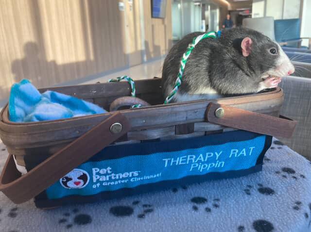 Featured image for: St. Elizabeth’s – Florence