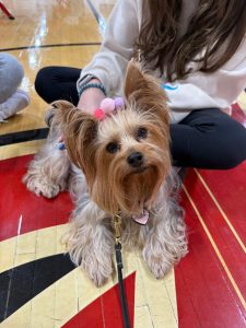 A small, long-haired dog with a pink pom-pom headband sits on a gym floor, looking up. The dog is surrounded by people, one wearing a white sweatshirt with long brown hair.