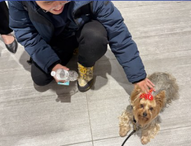 A person in a blue jacket kneels on a gray tiled floor, smiling and holding a water bottle, while petting a small dog with a red bow on its head.