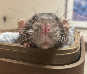A close-up of a brown rat’s face peeking over the edge of a wooden surface, with its pink nose, long whiskers, and round ears in focus. The background is softly blurred.