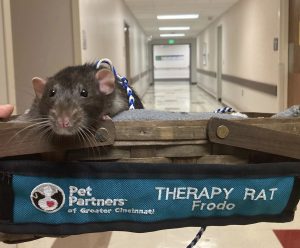 A black and white rat sits in a basket labeled Pet Partners of Greater Cincinnati, Therapy Rat Frodo, in a hallway with tile floors and beige walls.