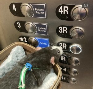A black and white rat wearing a leash sits in a soft basket inside an elevator, looking up at the buttons for patient rooms and main floor.