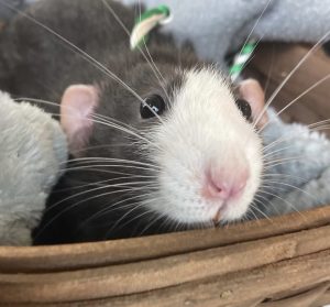 A close-up of a black and white rat with a pink nose and whiskers, resting in a soft gray blanket inside a brown basket. The rats face is in focus, showing its curious expression.