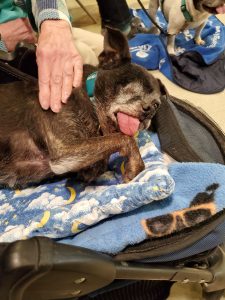 A small black dog with one eye and its tongue hanging out lies on a blue blanket with moon and star patterns, being gently petted by a person’s hand. The dog looks relaxed and content.