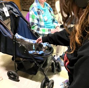 A small black dog lies in a blue stroller while a person in black jacket pets it; an elderly person in a plaid jacket sits nearby in a chair.