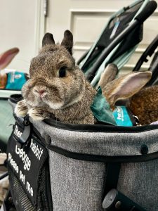 A gray and white rabbit sits comfortably in a stroller, wearing a teal harness. A sign on the stroller reads Therapy Rabbit George Please pet me. Another rabbit is partially visible in the background.