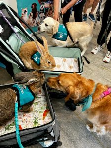 Two therapy rabbits sit in a stroller, both wearing teal vests. A golden retriever, also in a teal therapy vest, sniffs one rabbit. More therapy dogs and people are visible in the background.
