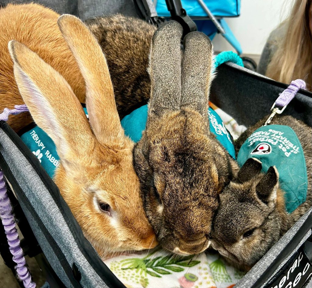 Three rabbits—one tan, one brown, and one gray—snuggle closely together in a stroller. The tan and brown rabbits wear blue harness vests labeled therapy rabbit. A patterned blanket lines the stroller.