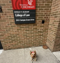 A small dog with a red bow sits on the sidewalk in front of a brick wall and a University of Cincinnati College of Law sign at 2925 Campus Green Drive.